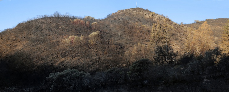After the fire
Soda Canyon Road
Napa, California