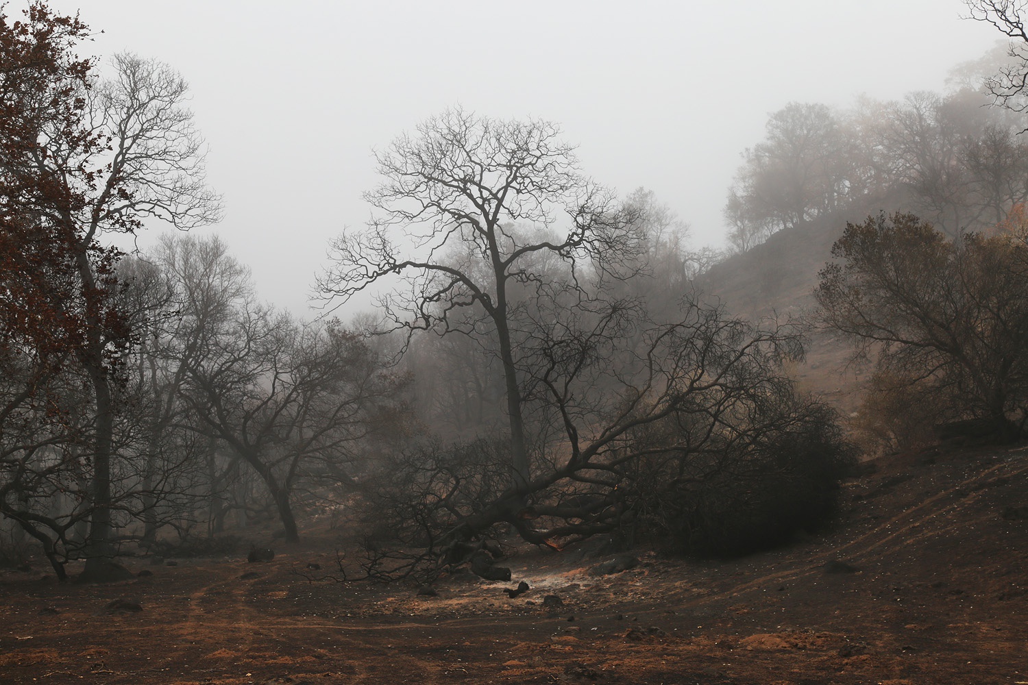 bill-hocker-soda-canyon-road-napa-california-2017