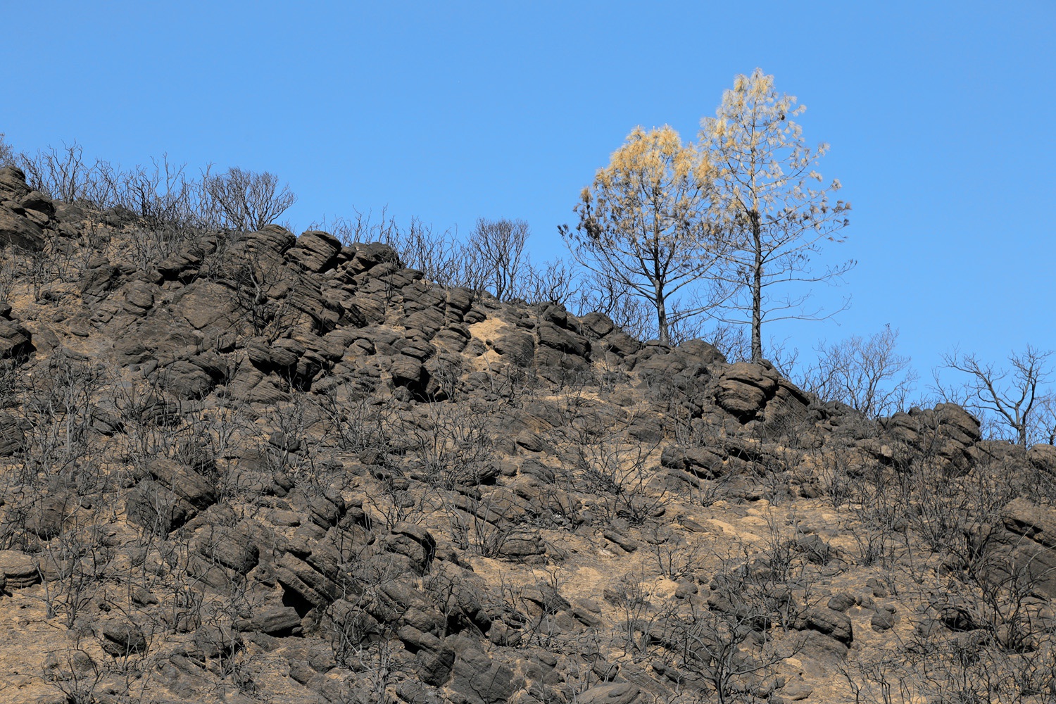 bill-hocker-soda-canyon-napa-california-2017