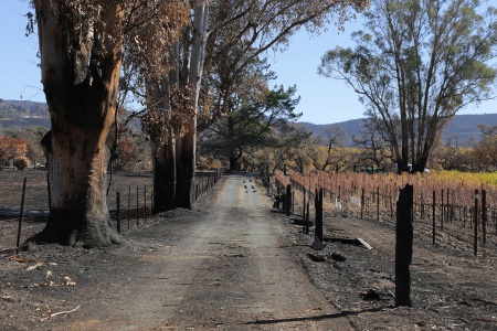 After the Fire
Soda Canyon Road
Napa, California