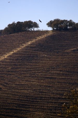 Soda CanyonNapa, California