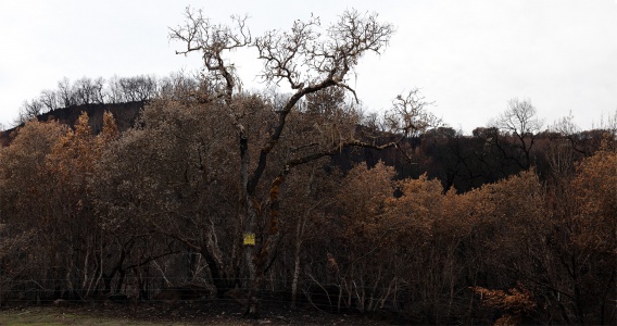 Soda Canyon Road
Napa, California