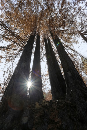 Mt. Veeder Road
Napa, California