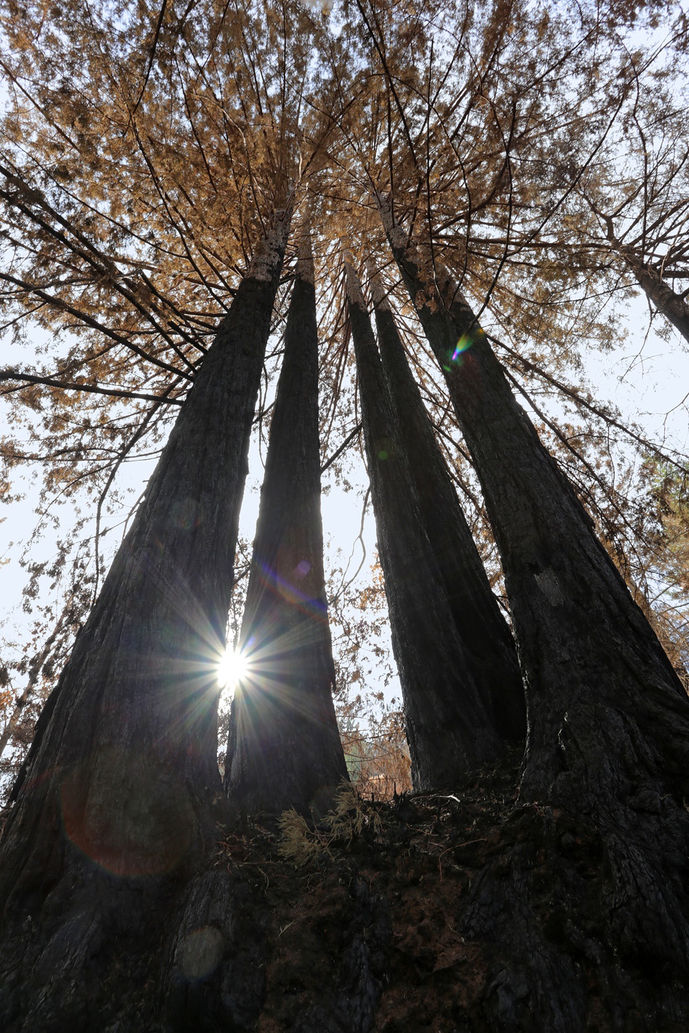 bill-hocker-mt-veeder-road-napa-california-2017