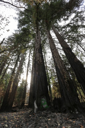 Mt. Veeder Road
Napa. California