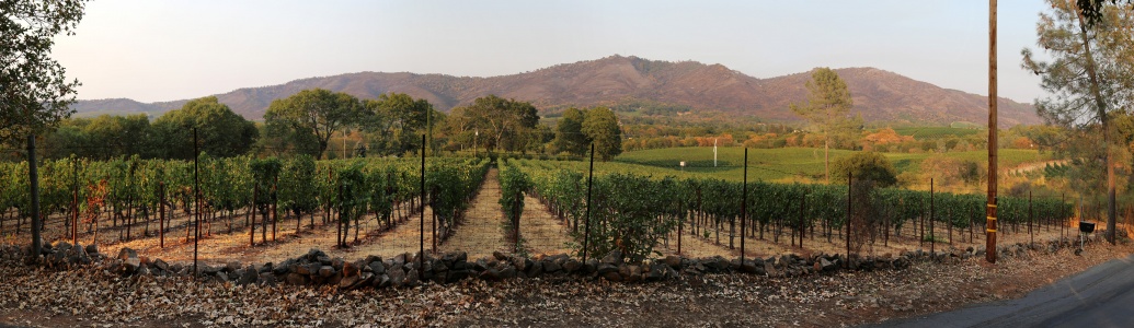 Burned Atlas Peak Ridge
Napa California