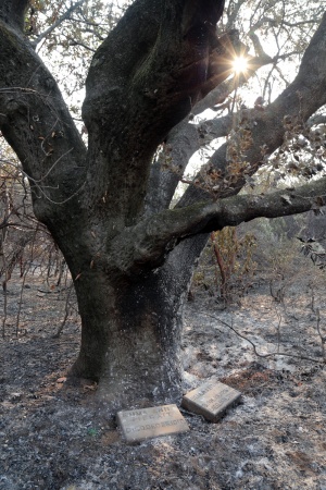 Soda Canyon Road Residence
Napa, California