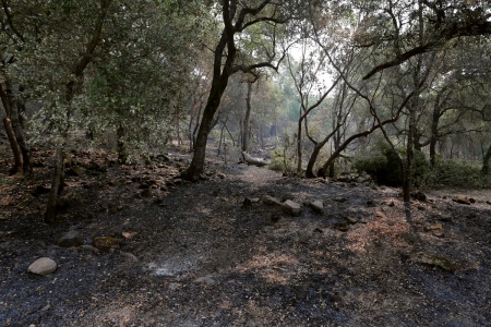 Shepp Property
Soda Canyon Road
Napa, California