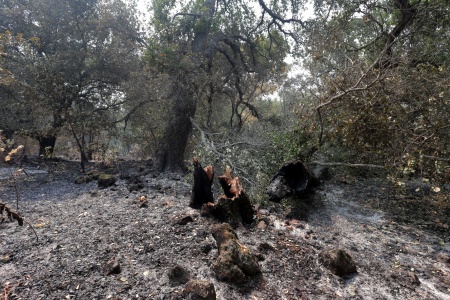 Shepp Property
Soda Canyon Road
Napa, California