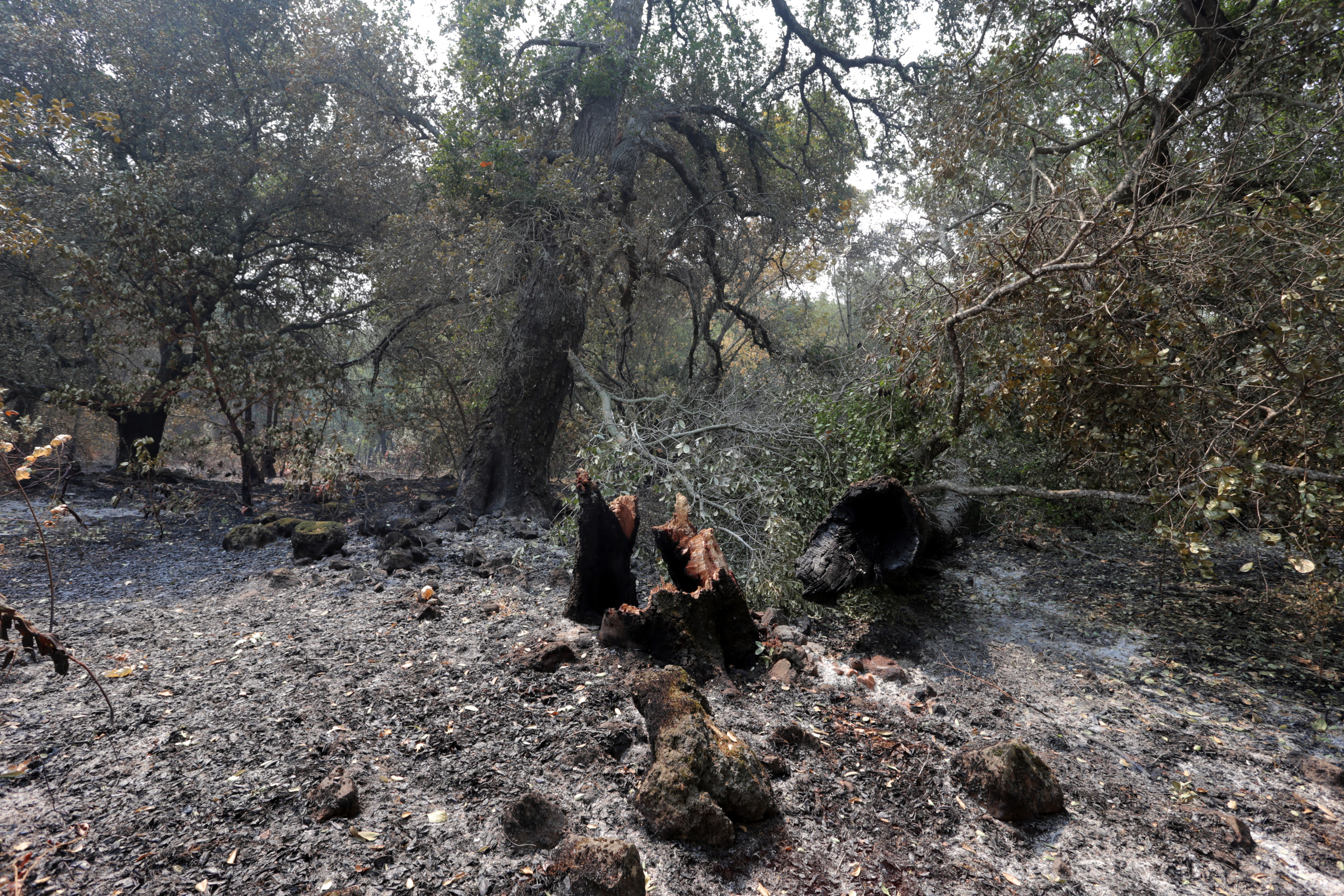 bill-hocker-shepp-property-soda-canyon-road-napa-california-2020