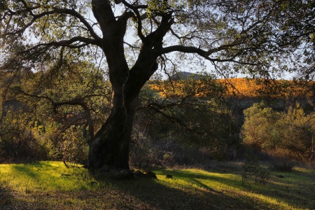 Old Oak and Haystack
Twin Brook Farm
Napa County, California