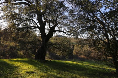 Old Oak
Twin Brook Farm
Napa County, California