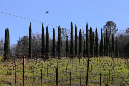 Neighbor's Driveway from Twin Brook Farm
Napa County, California