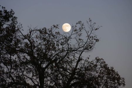Beaver Moon
Twin Brook Farm
Napa County, California