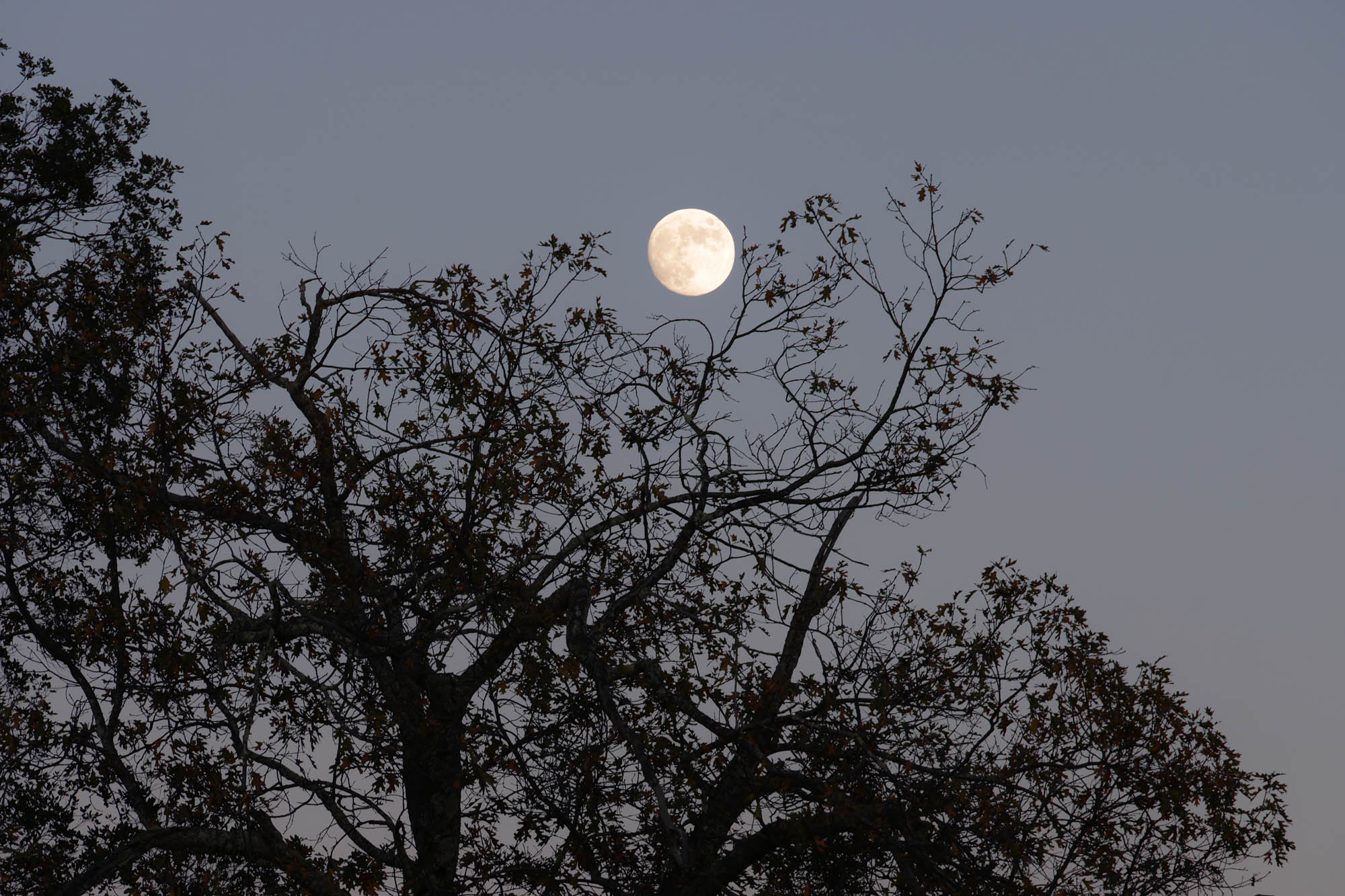 bill-hocker-beaver-moon-twin-brook-farm-napa-county-california-2023