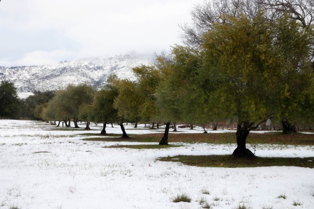 The Great Snow
Twin Brook Farm, Napa County