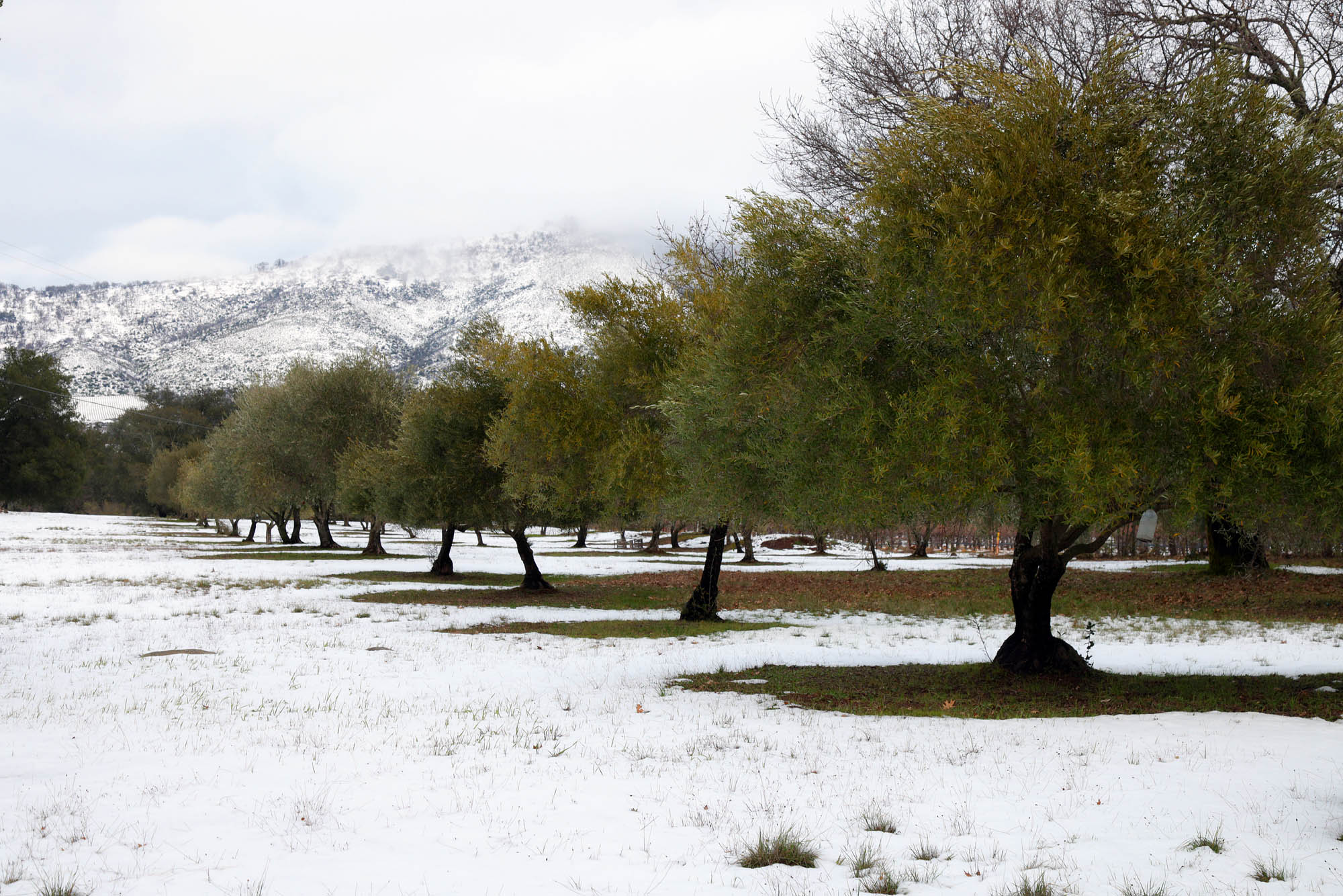 bill-hocker-the-great-snow-twin-brook-farm-napa-county-2023