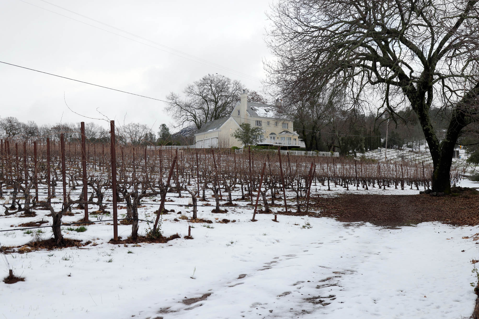 bill-hocker-the-great-snow-twin-brook-farm-napa-county-2023