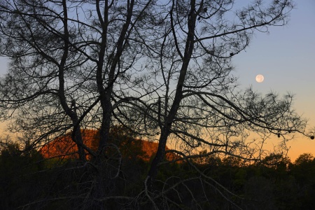 Haystack and Grey Pine
Twin Brook Farm
Napa Caunty California