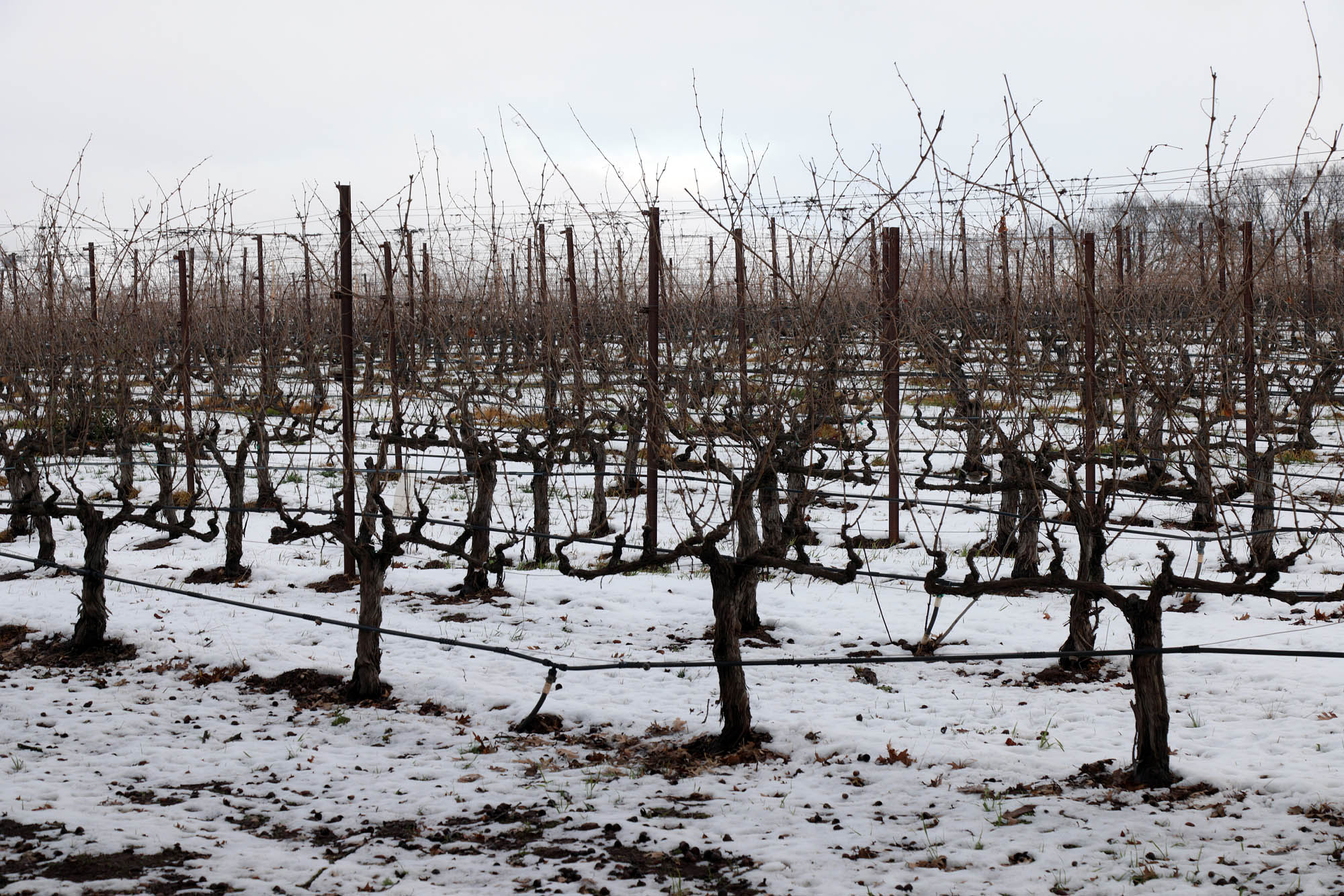 bill-hocker-the-great-snow-twin-brook-farm-napa-county-2023