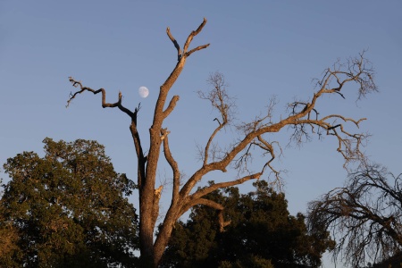 End of a Valley Oak
Twin Brook Farm
Napa, County