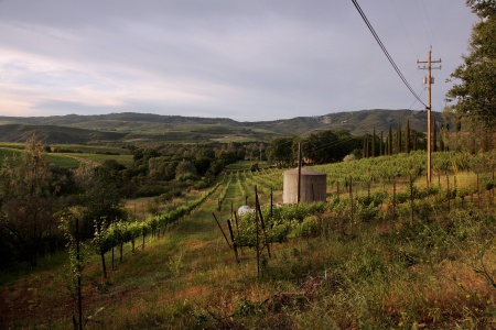 Mountain Peak Vineyard Site
Napa California