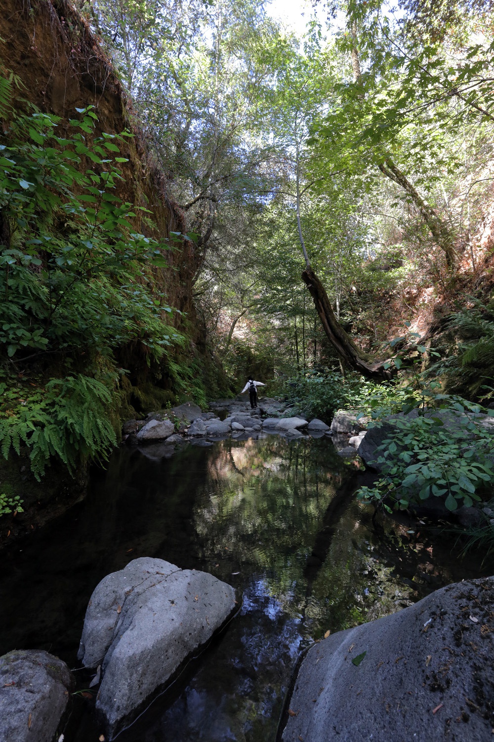 bill-hocker-rector-canyon-napa-california-2016