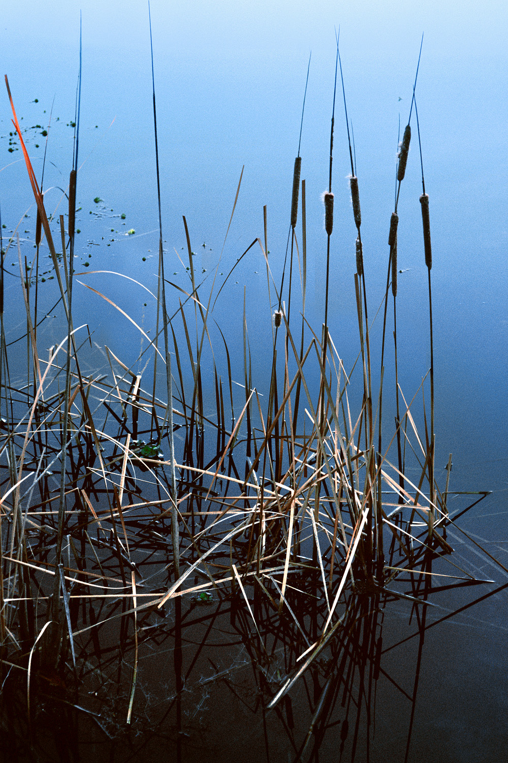 bill-hocker-cat-tails-twin-brook-farm-california-2001