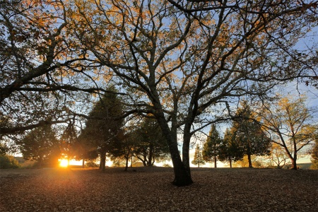 Oak and Cedars
Twin Brook Farm
Napa, California