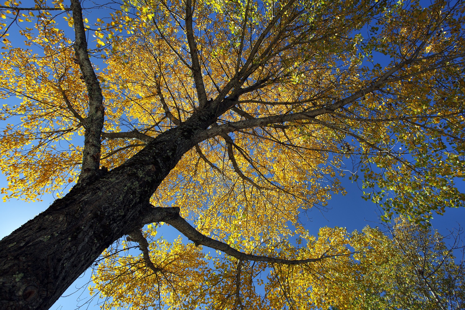 bill-hocker-cottonwood-twin-brook-farm-napa-california-2012