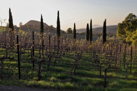 Soda Canyon Road
Napa, California