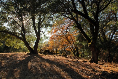 Twin Brook Farm
Napa, California