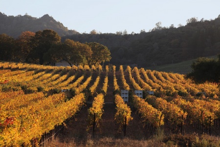 Atlas Peak Appelation
Napa, California