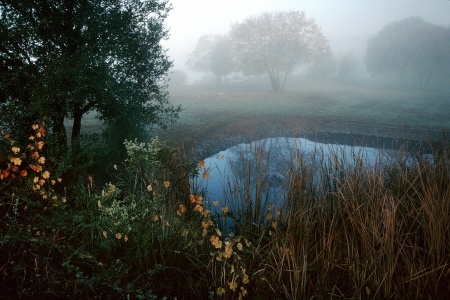 The Pond in FallTwin Brook Farm, California