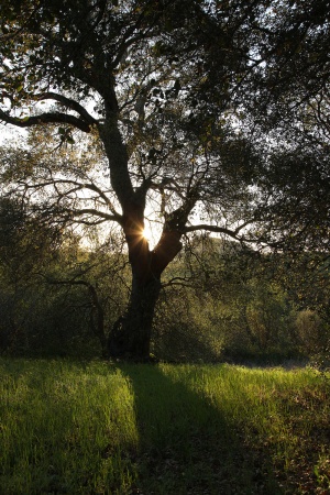 Twin Brook Farm
Napa, California
