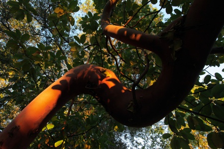 Madrone
Napa, California
