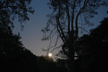 Moonrise and Grey Pine 
Napa County, California