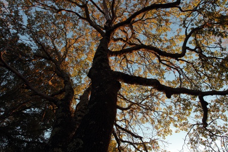 Oak
Twin Brook Farm
Napa, California