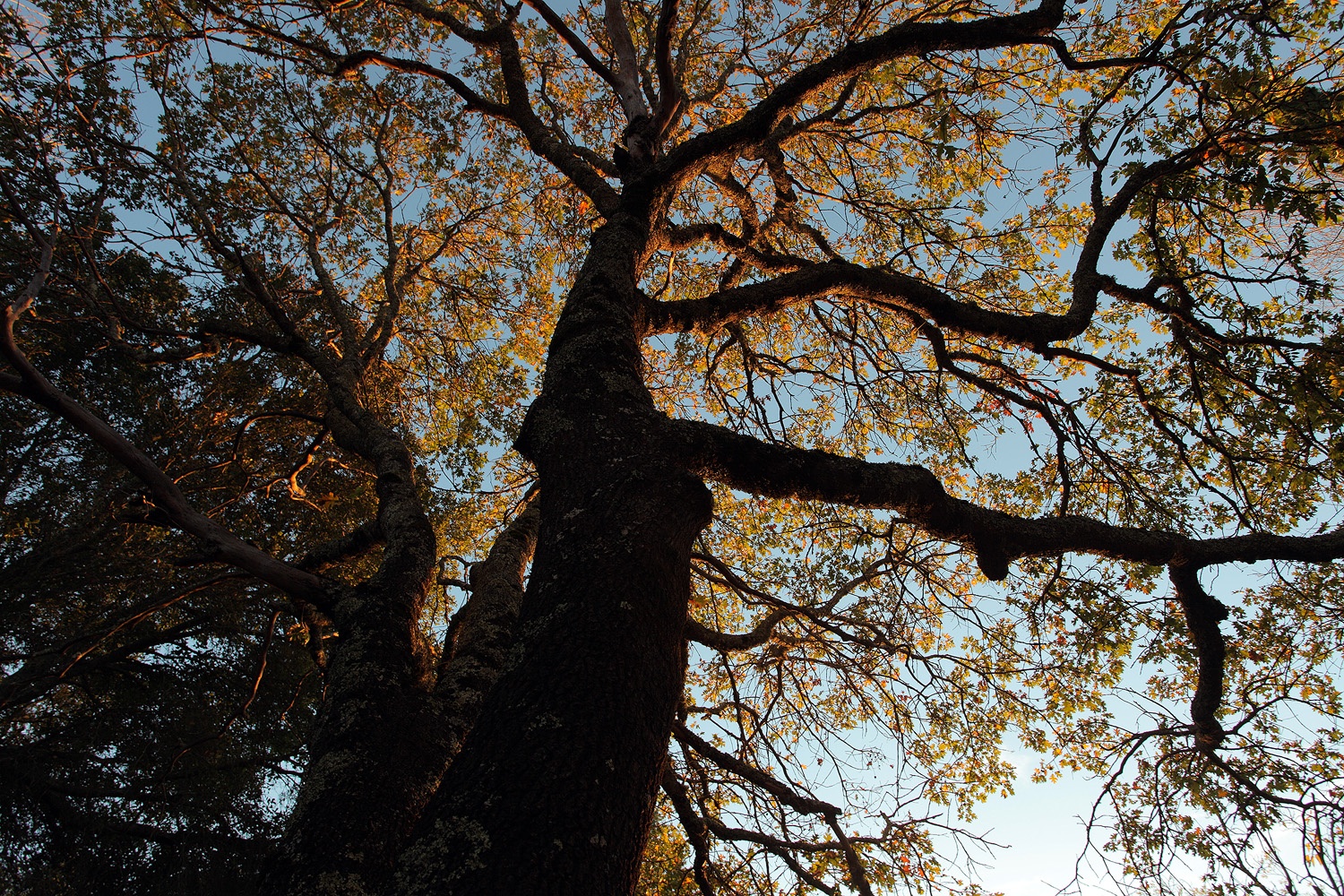bill-hocker-oak-twin-brook-farm-napa-california-2011