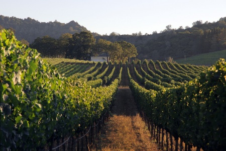 Mountain Peak Vineyard
Napa, California