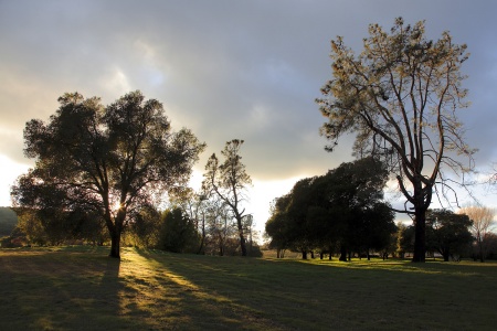 Pine Meadow
Twin Brook Farm
Napa, California