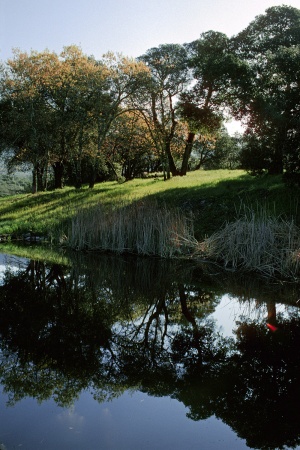 The Pond in Spring
Twin Brook Farm, California