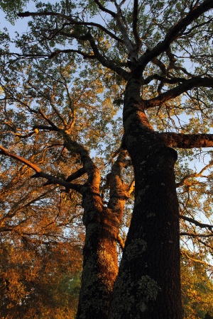 Twin Brook Farm,
Napa, Califronia