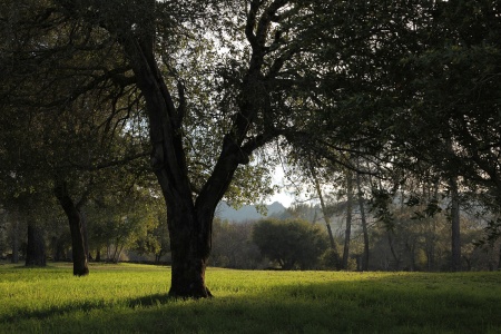 Twin Brook Farm
Napa, California