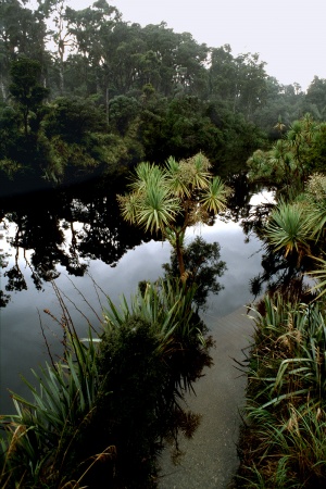 Mataketake ForestNew Zealand