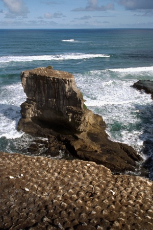 Gannet PerchMuriwai Beach, New Zealand
