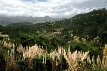 Coromandel PenninsulaNew Zealand