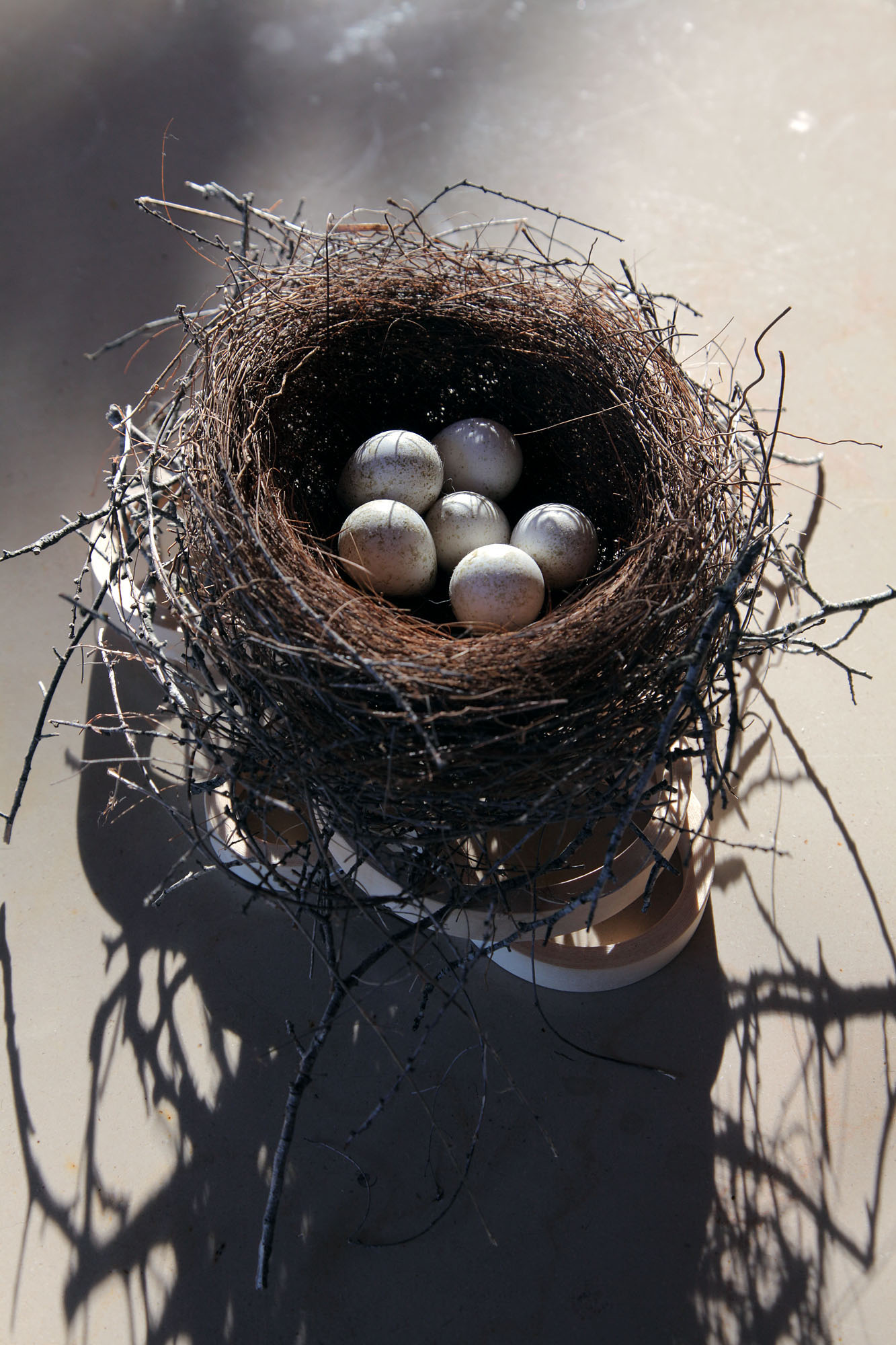 bill-hocker-bird-nest-with-quail-eggs-napa-california-2012