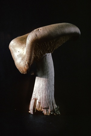 Mushroom