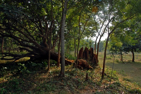 Termite Mound
Orissia, India